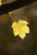 0321 Backlit Sycamore Leaf (Acer pseudoplatanus)